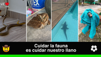 Fauna silvestre en el Meta: un tesoro que toca a la puerta de los hogares