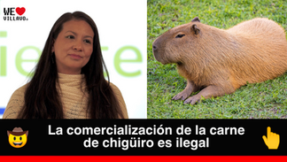 “No autorizaré la caza comercial de chigüiros en Colombia”: ministra de Ambiente