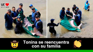 Rescatan tonina gestante en el río Arauca