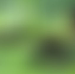 #2 Biofilia e design biofílico: Princípios que valorizam a experiência natural no espaço construído