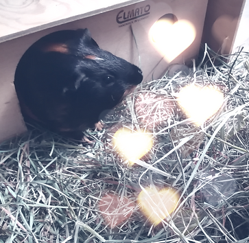 Rolo lonely hearts icon_edited_edited_edited.png