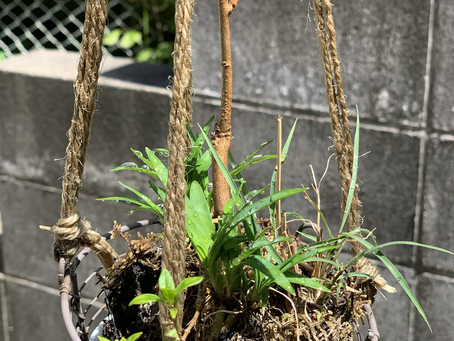 苔玉ライフ