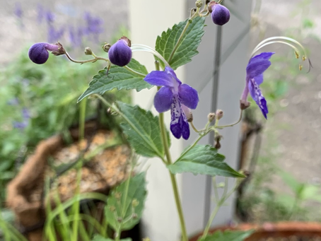 想いを花に託して。。。カリガネソウ