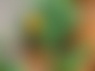 その人それぞれに、その人の花を贈りたい。。。絵筆菊