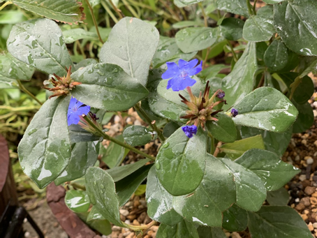 想いを花に託して。。。ブータンルリマツリ