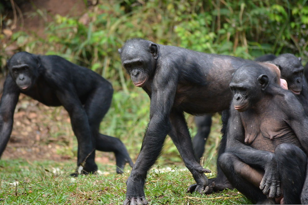 What Happens When Power Flips? Bonobos vs. the Patriarchy
