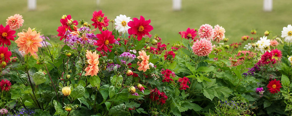 Norham-in-Bloom-WIDE.jpg