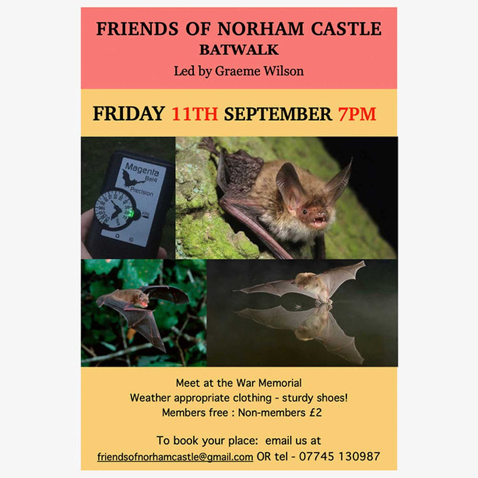 Bat Walk led by Graeme Wilson