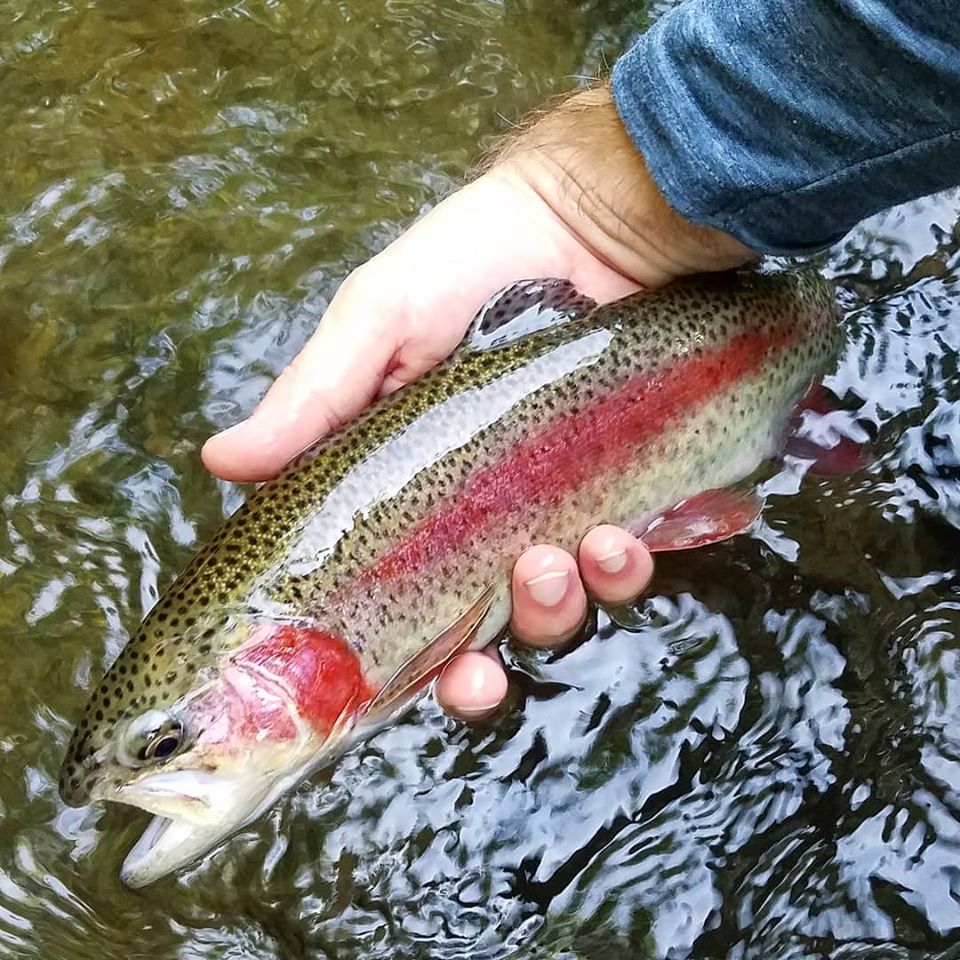 Tellico Trout Festival Monroe County Tourism United States