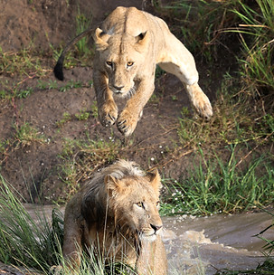leaping lions.JPG