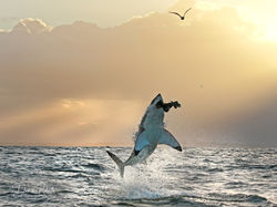 Breaching Great White Shark