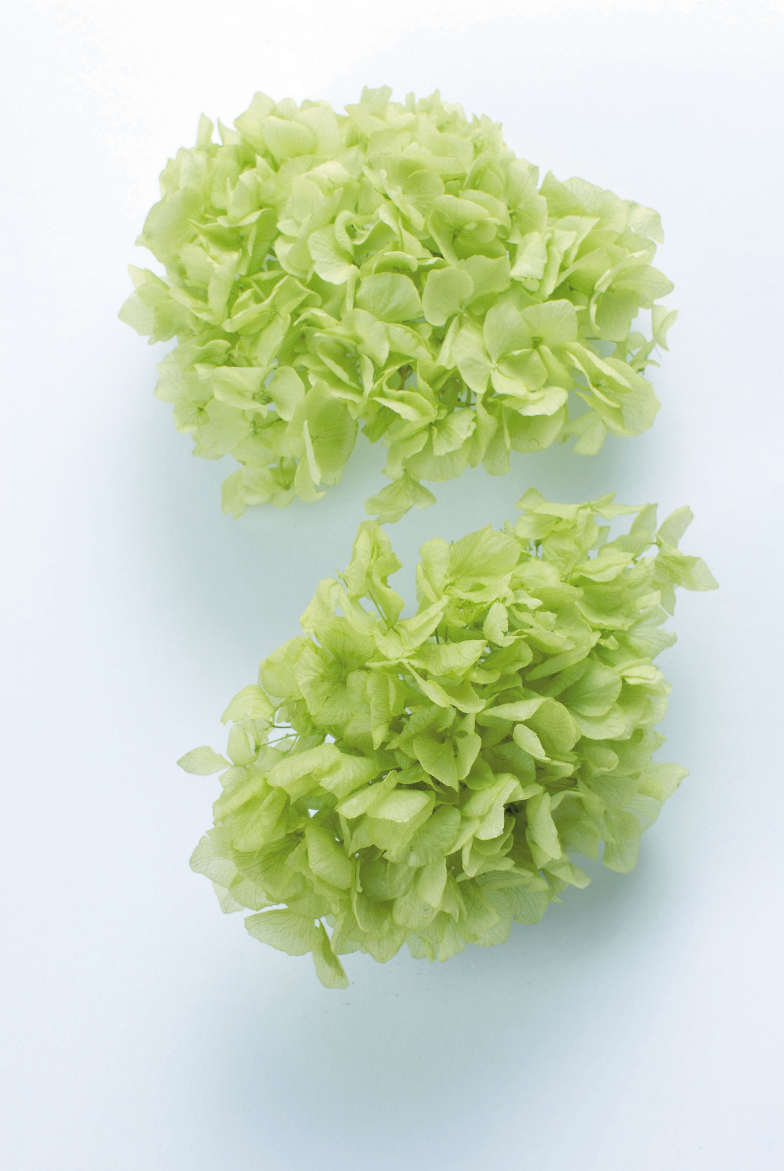 OHC-01480-721 Soft Royal Hydrangea Gradation (2 blooms x box) - Green