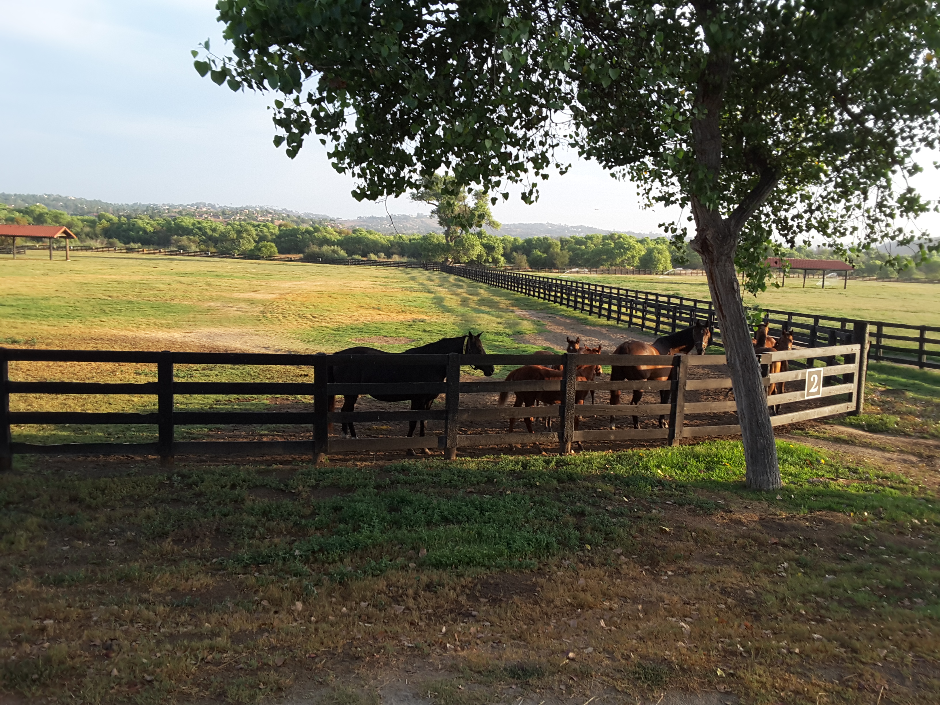 Mares & Foals in SoCal