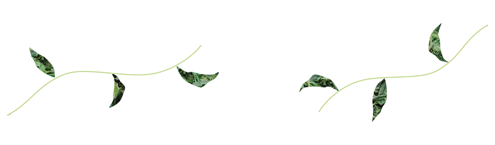 Matcha leaf illustration-01.png