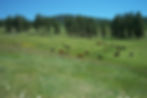 Fuel for Fire, Forage for Cattle