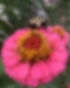 pink zinnia bumble (5).JPG