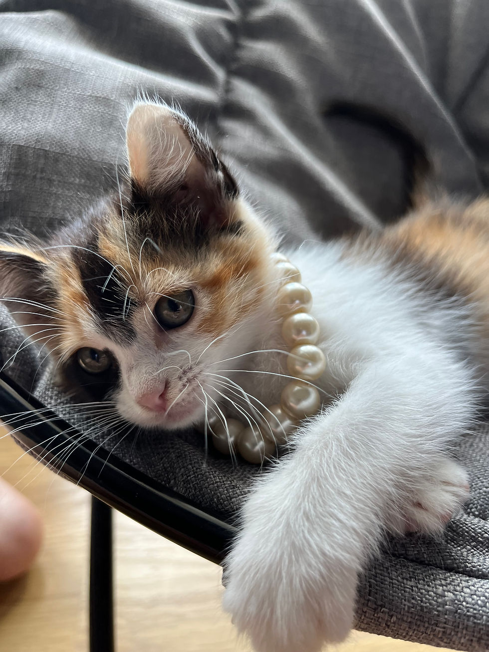 Olhem só para a nossa pequena estrela com o seu elegante colar de pérolas! 👑💎 Com tanta classe e charme, é impossível não se apaixonar. A Cacau sabe como transformar qualquer dia numa verdadeira passarela felina! 🌟🐱💕