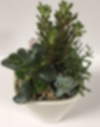 Thumbnail: Cactus & succulents in Mini Deltini, sky blue