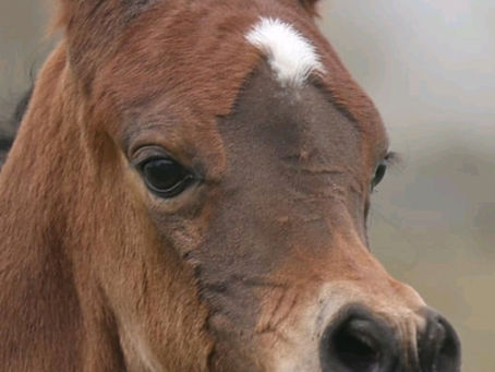 Our new colt , Effect Umm by Exagon OS