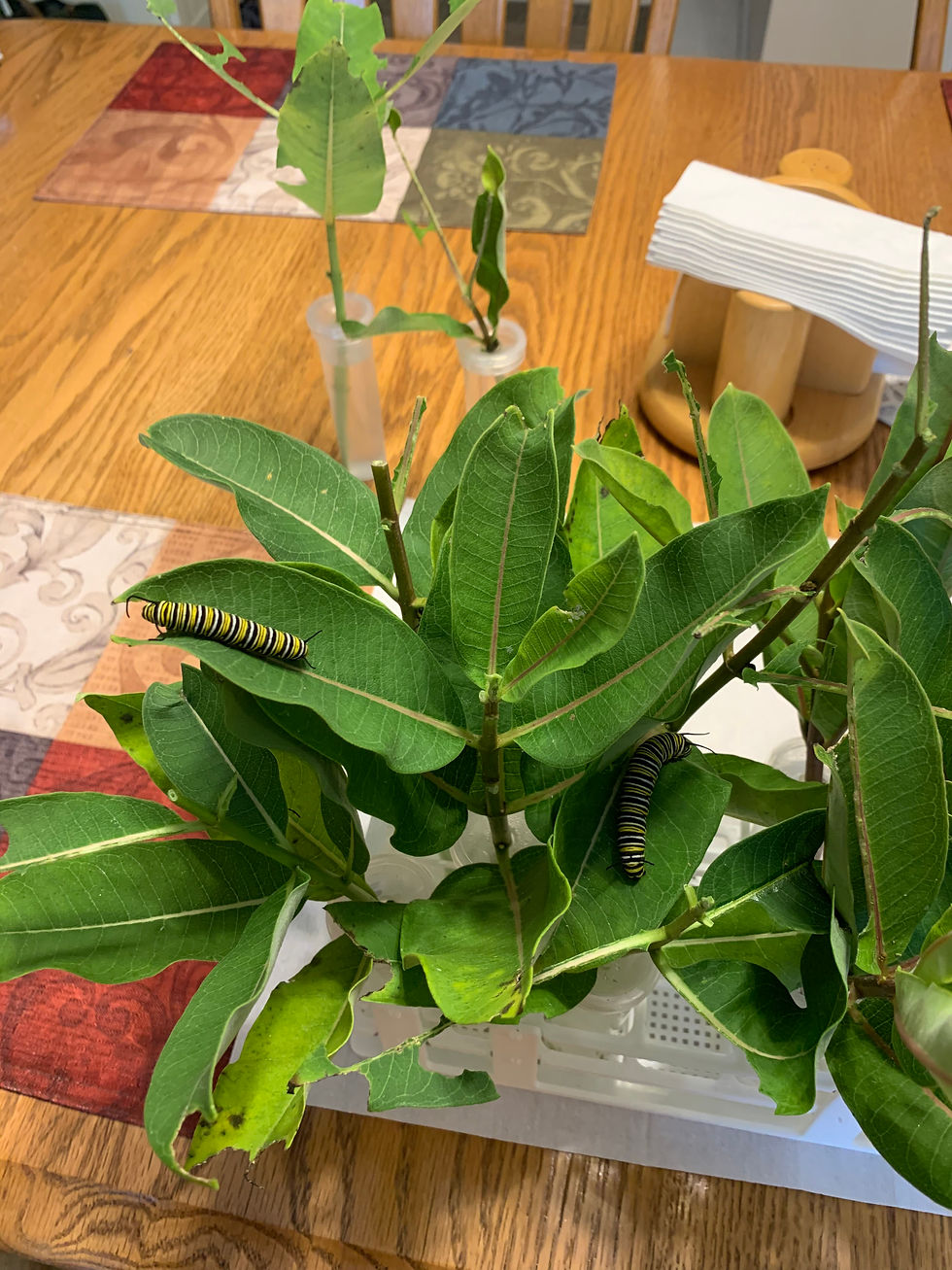 Monarchs at caterpillar stage