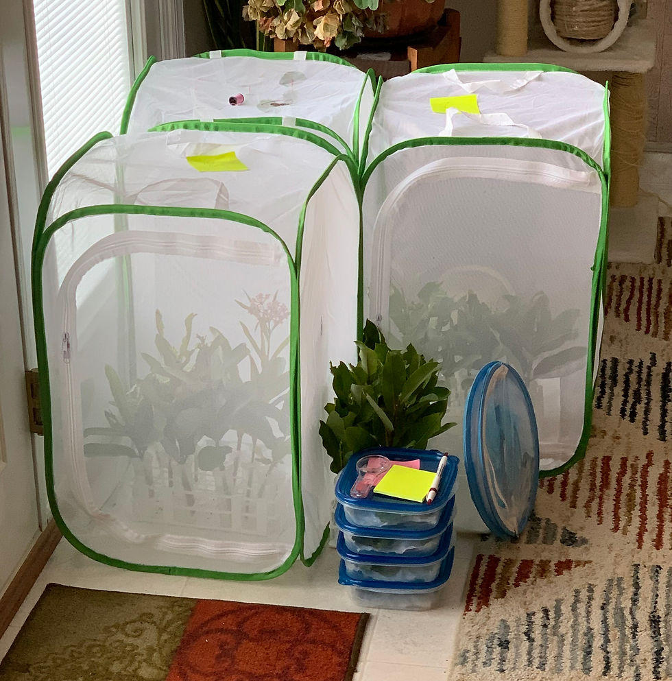 Everyday items can be used for the monarch hatchery