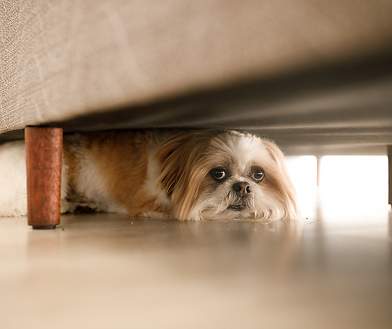 honden met angst voor onweer