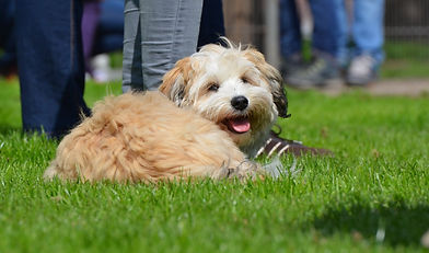 Puppycursus