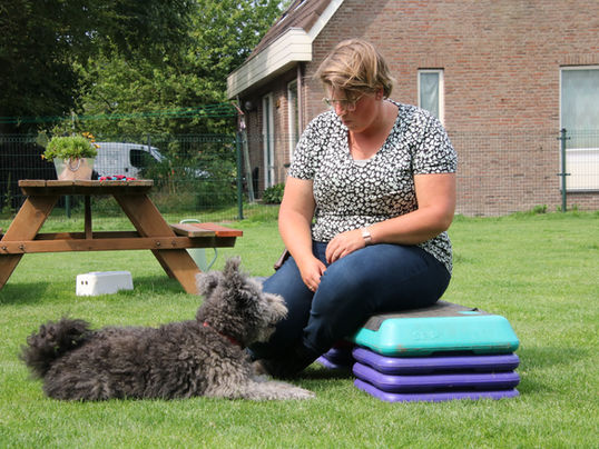 Samen met je hond in balans