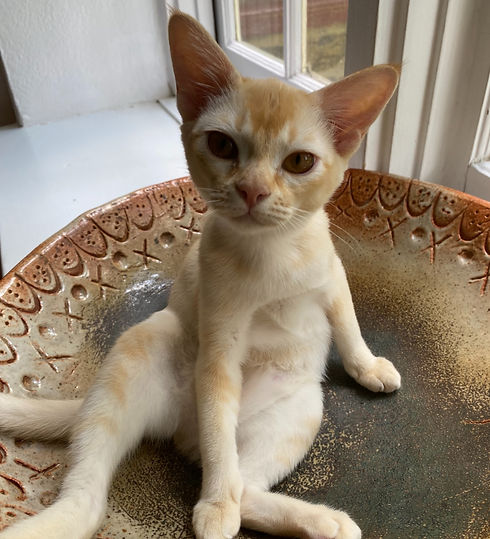 Saffron sitting 7-2021_edited.jpg