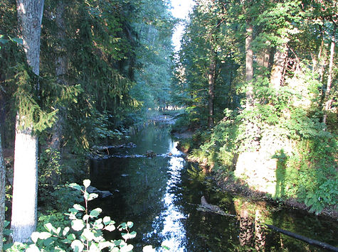 Шварцвальд, Черный лес, Schwarzwald, Black Forest
