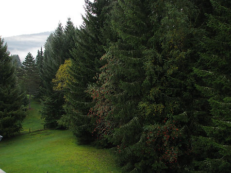 Шварцвальд, Черный лес, Schwarzwald, Black Forest