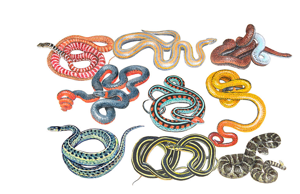 Nine Serpents
