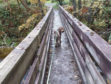 INTERNATIONAL INITIATIVE IN MENTAL HEALTH LEADERSHIP.