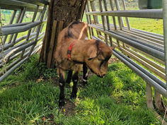 Bockiger Neuzugang: Der kleine Wilhelm und seine Ersatzmama!