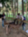 calf feeding.jpeg