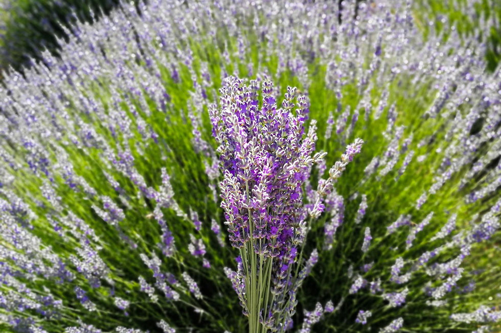 Thumbnail: лавандовые поля из кемера