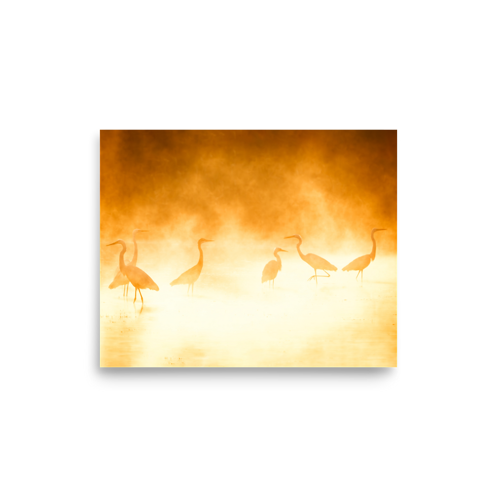 Thumbnail: White Egrets in the Morning Mist Poster