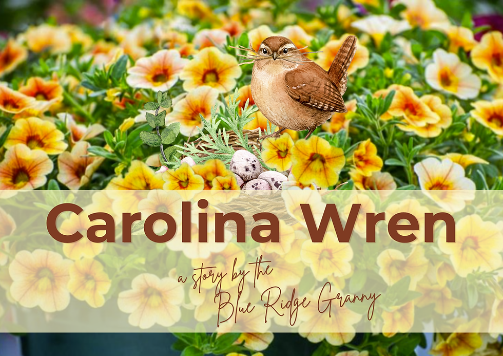 Carolina Wren