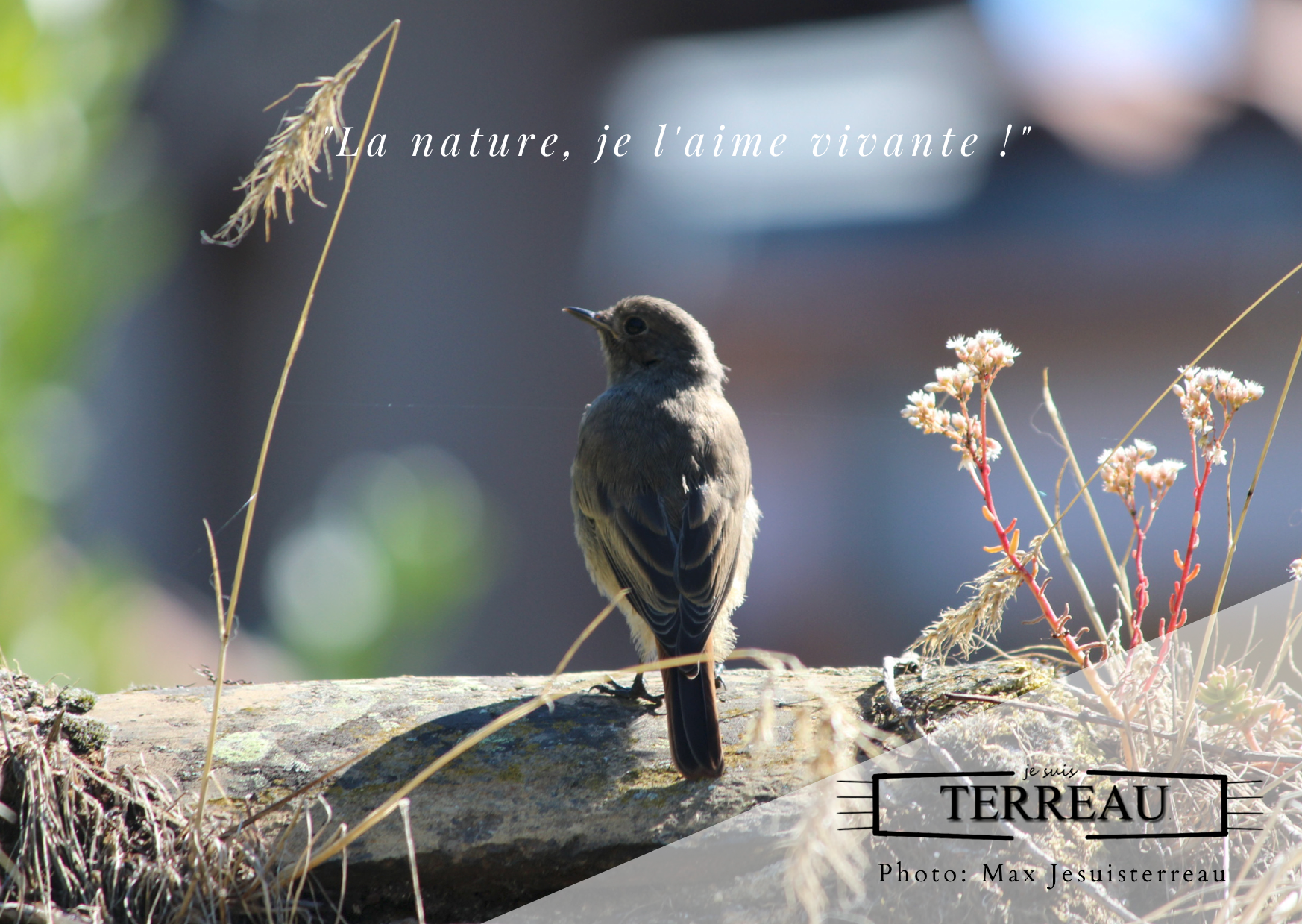 Carte postale A6 "Rouge queue femelle dans le jardin"