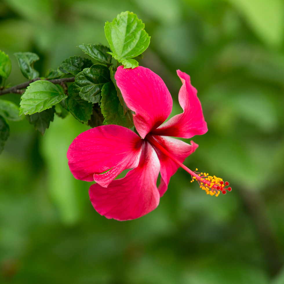 Hibiscus