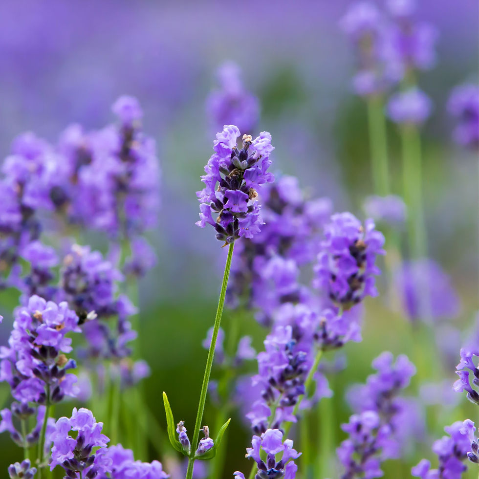 Lavender for HoliStix™ Herbal Bend Prerolls.