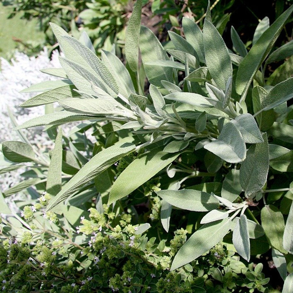 Sage