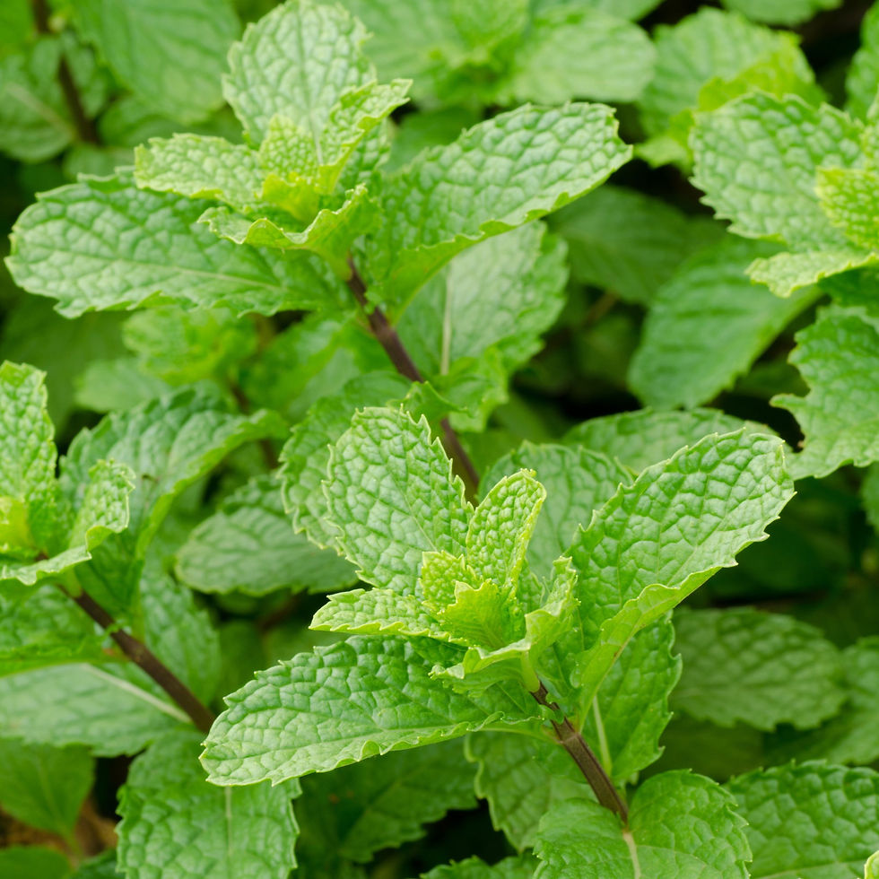 Peppermint