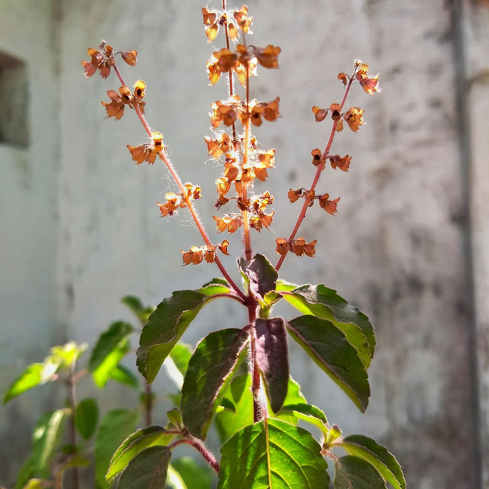 Tulsi (Holy Basil)