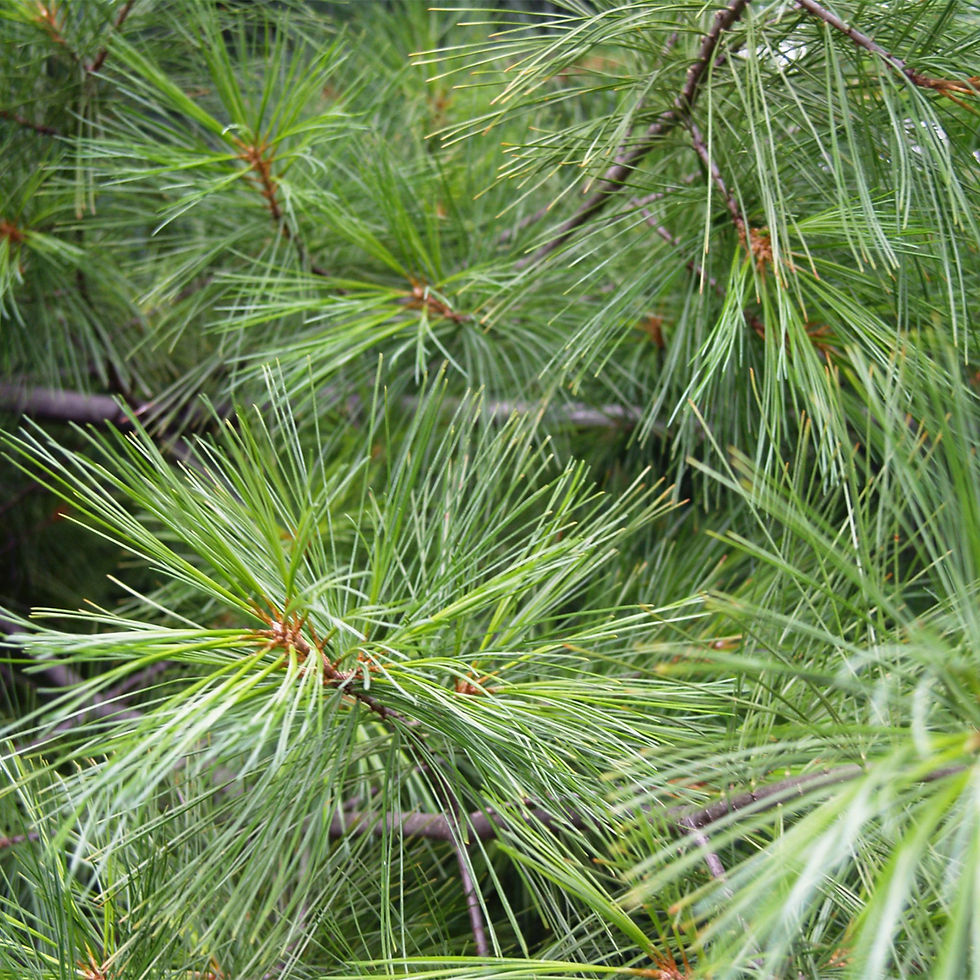 Pine Needle