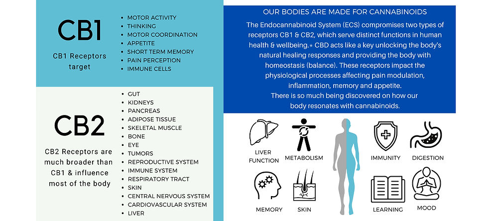 Chart illustrating the roles of CB1 and CB2 receptors in the endocannabinoid system, highlighting their impact on processes such as motor activity, appetite, immune response, and overall homeostasis in the body.