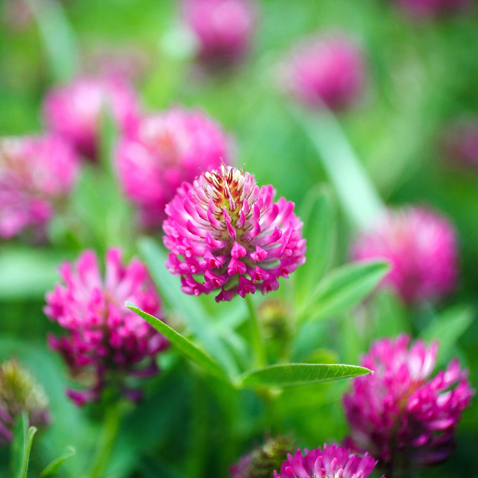 Red Clover