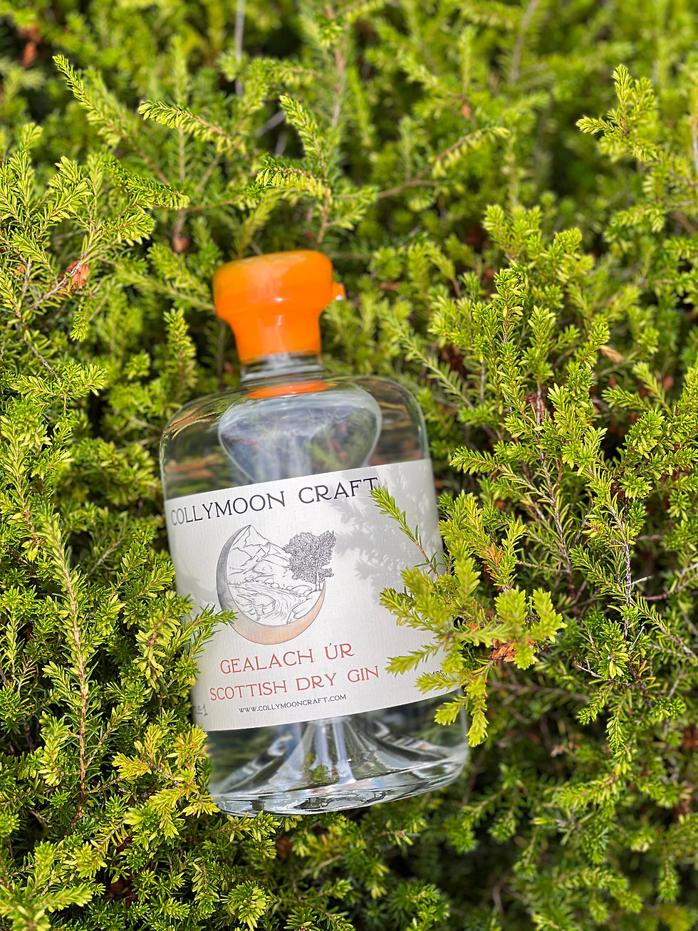 Gealach Ur gin surrounded by heather