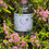 Thumbnail: solas an earraich gin surrounded by pink heather