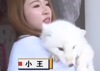 Filhote de Spitz japones é confndido com raposa do artico.